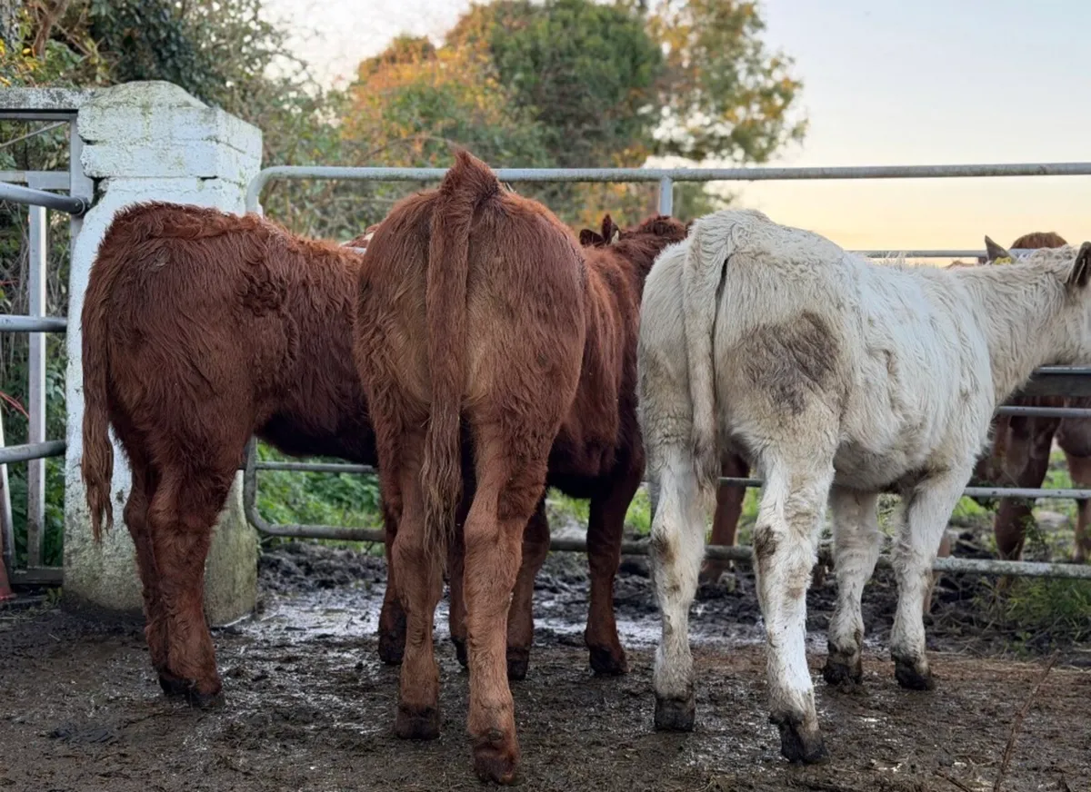 ⭐️3 Quality Continental heifer Weanlings⭐️ - Image 4