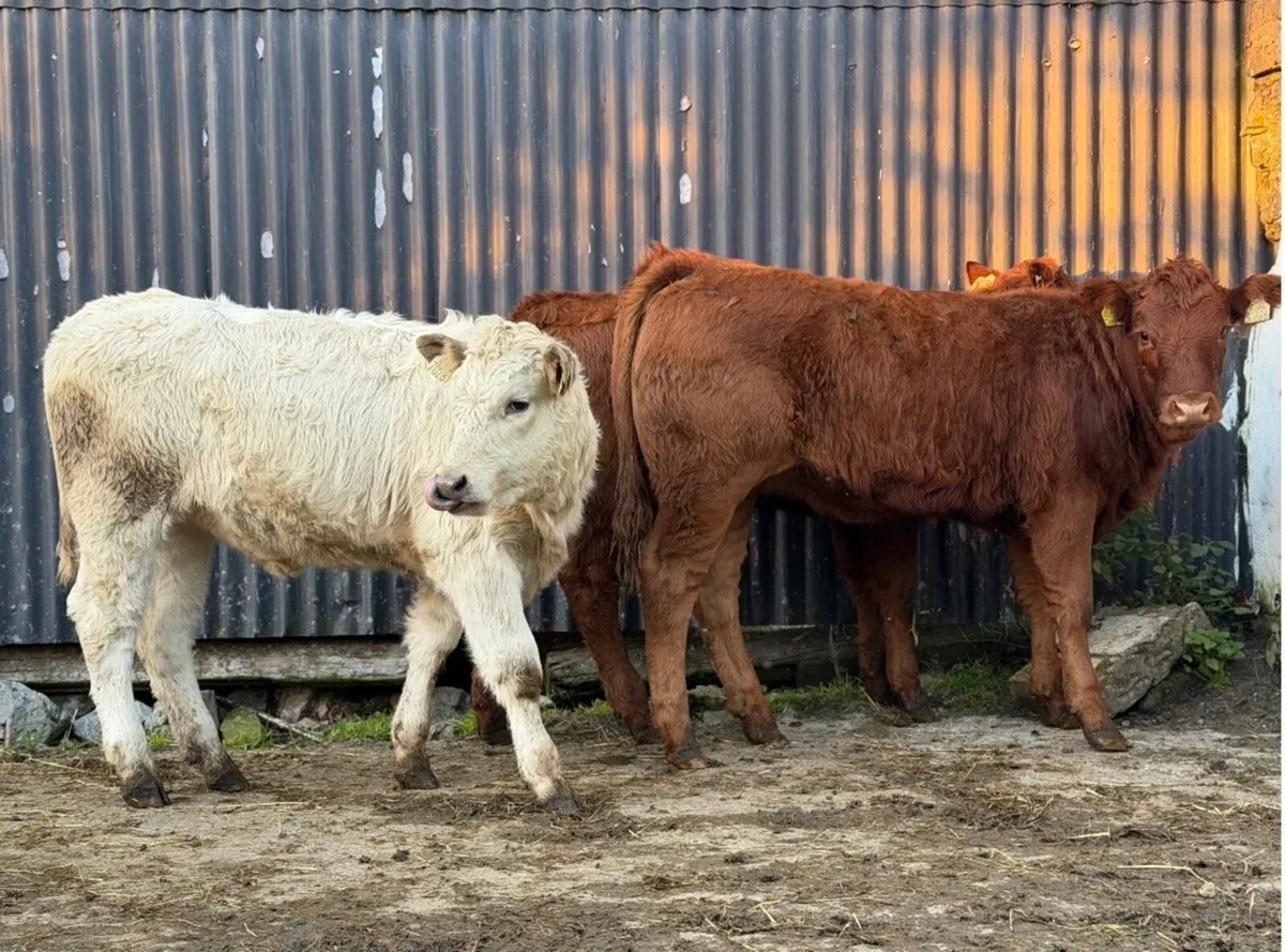 ⭐️3 Quality Continental heifer Weanlings⭐️ - Image 1