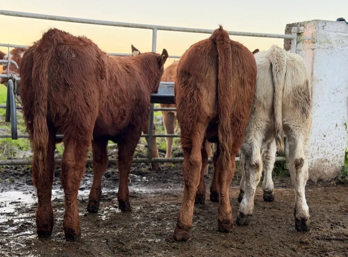 ⭐️3 Quality Continental heifer Weanlings⭐️ - Image 2