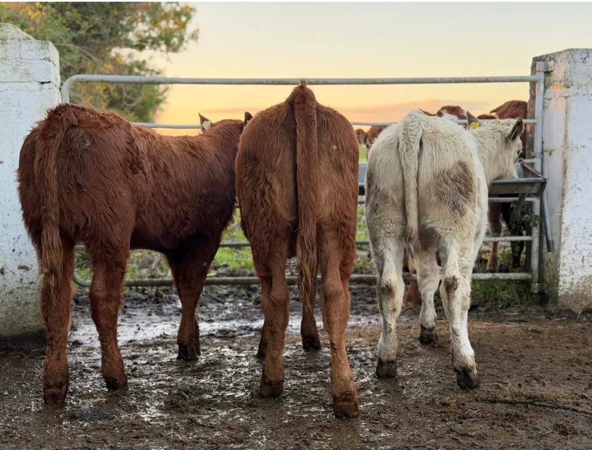 ⭐️3 Quality Continental heifer Weanlings⭐️ - Image 3