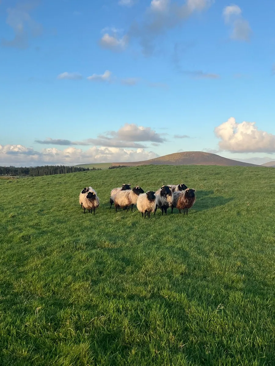 Blackface Ewe Lambs and Ewes - Image 1