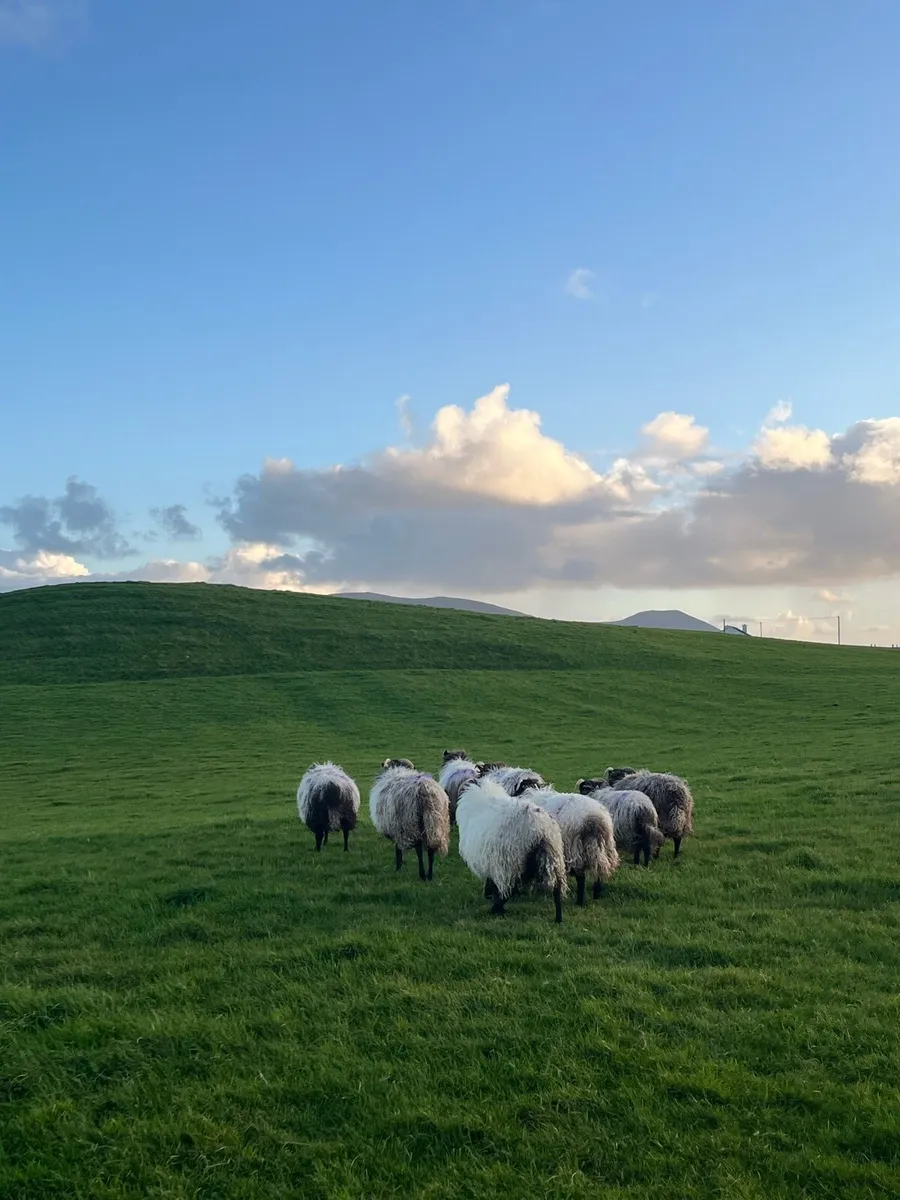 Blackface Ewe Lambs and Ewes - Image 2