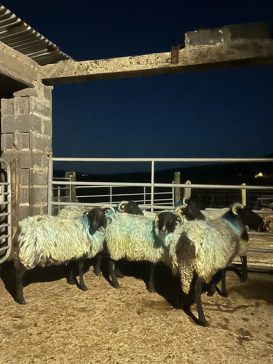 Blackface Ewe Lambs and Ewes - Image 4