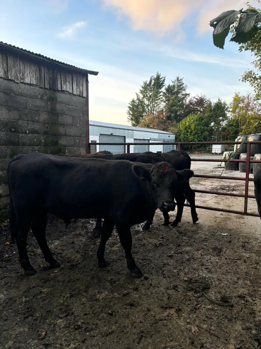 Angus and limousine Cattle for sale - Image 2