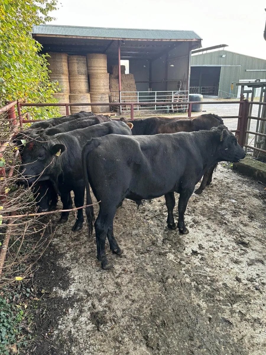 Angus and limousine Cattle for sale - Image 4