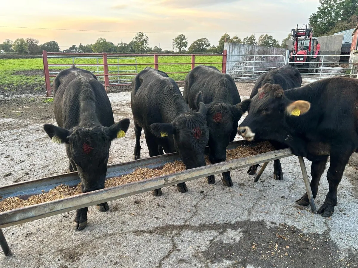 Angus and limousine Cattle for sale - Image 3