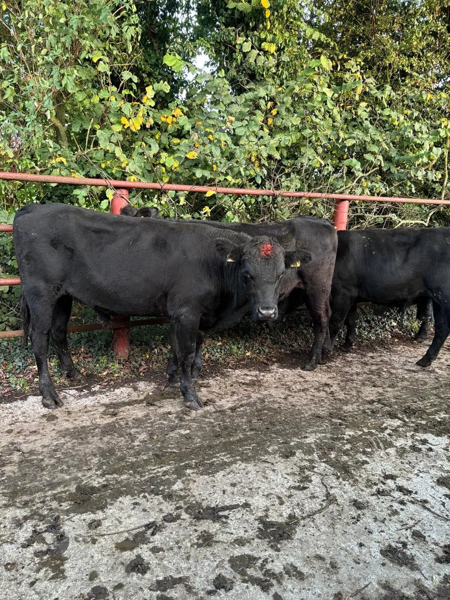 Angus and limousine Cattle for sale - Image 1