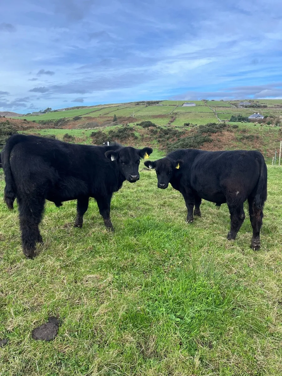 Pbr Aberdeen Angus Bulls - Image 2