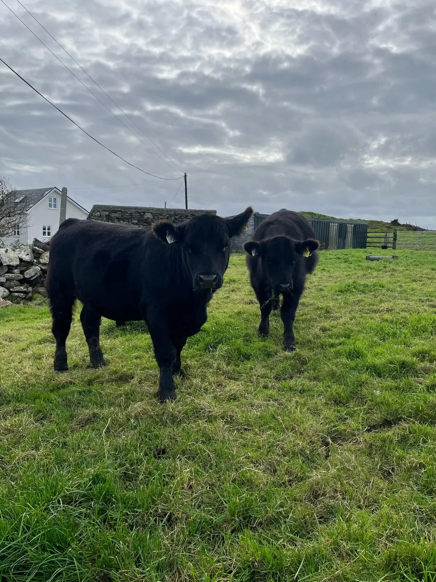 Pbr Aberdeen Angus Bulls - Image 1