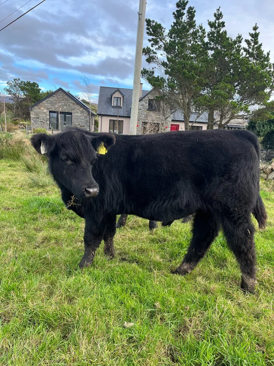 Pbr Aberdeen Angus Bulls - Image 3