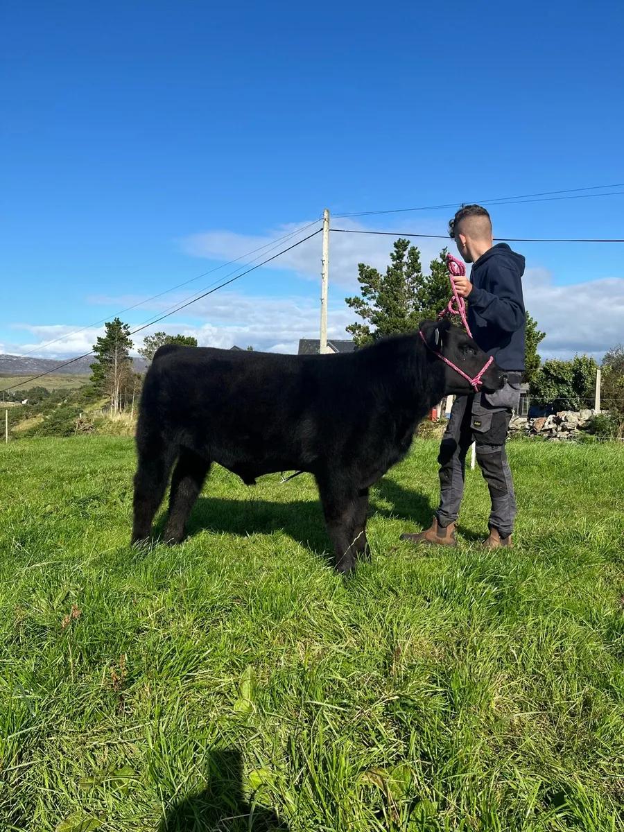 Pbr Aberdeen Angus Bulls - Image 4