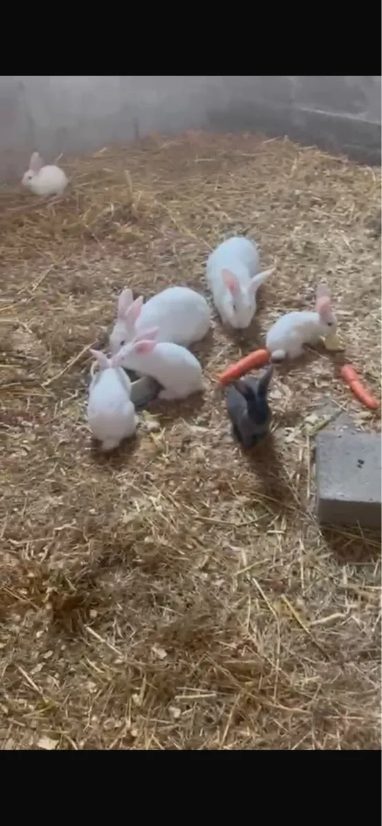 Rabbits