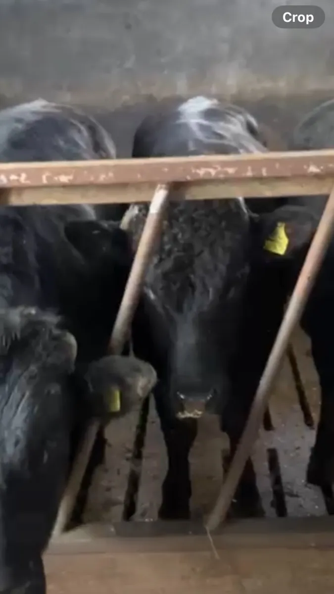 Bulls - Image 3
