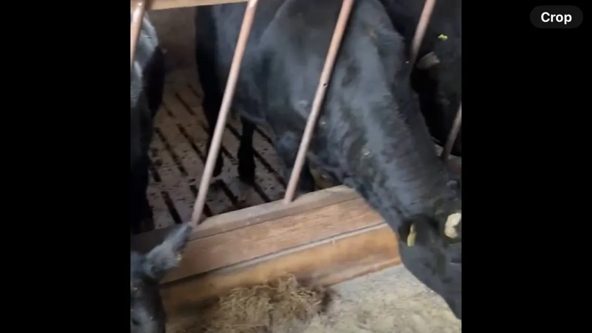 Bulls - Image 4