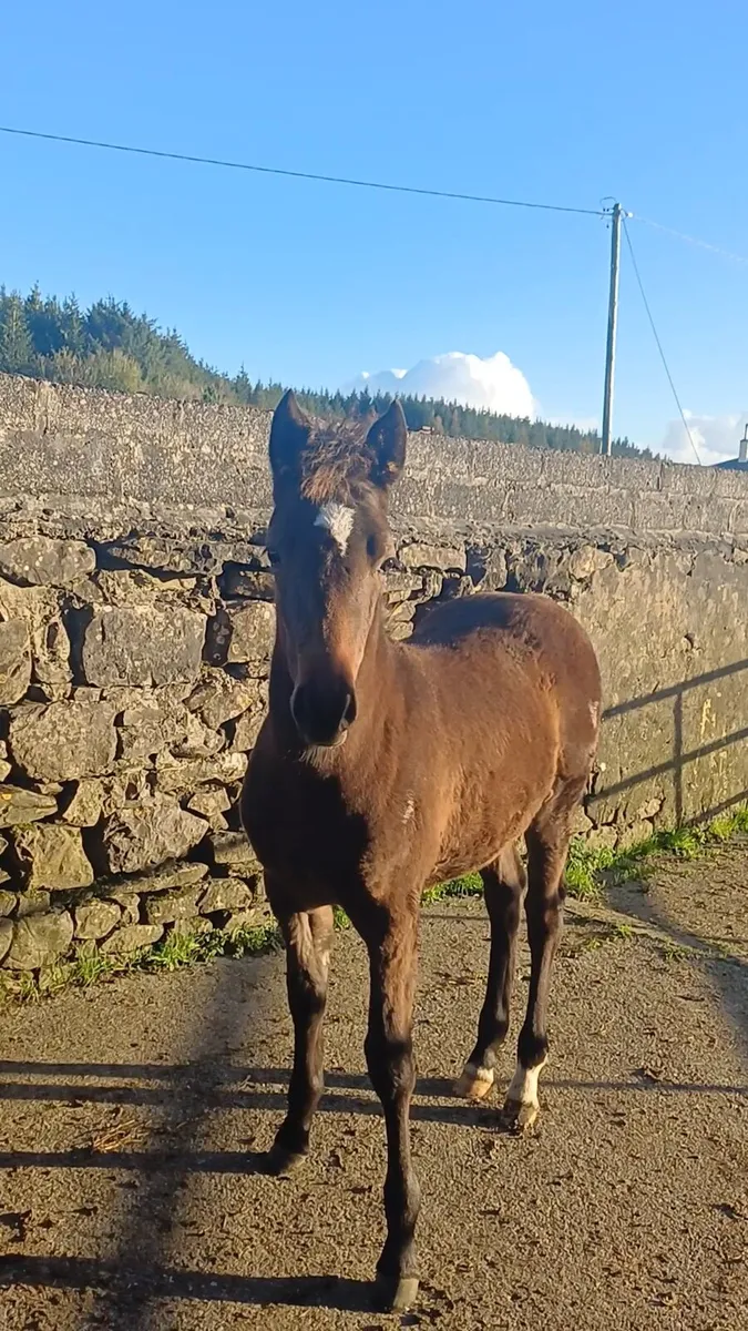 Sport pony filly foal - Image 4