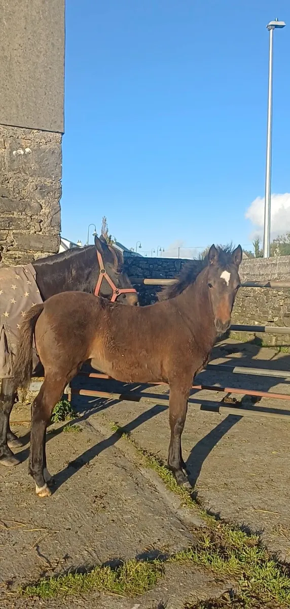 Sport pony filly foal - Image 1