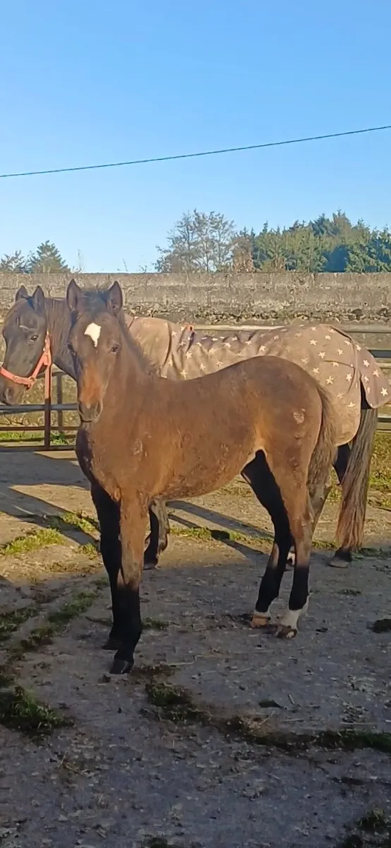 Sport pony filly foal - Image 2