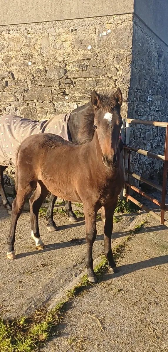 Sport pony filly foal - Image 3