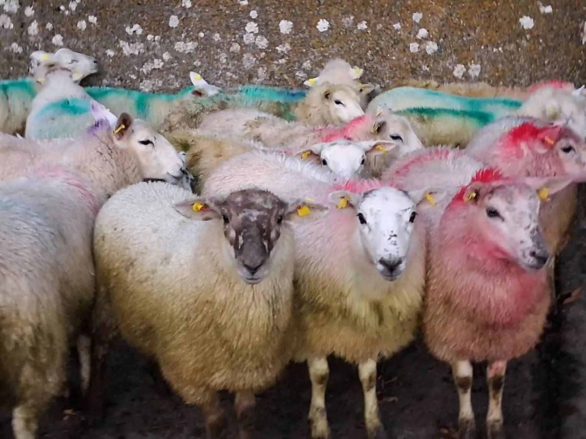 50 Speckled Face Ewe Lambs - Image 1