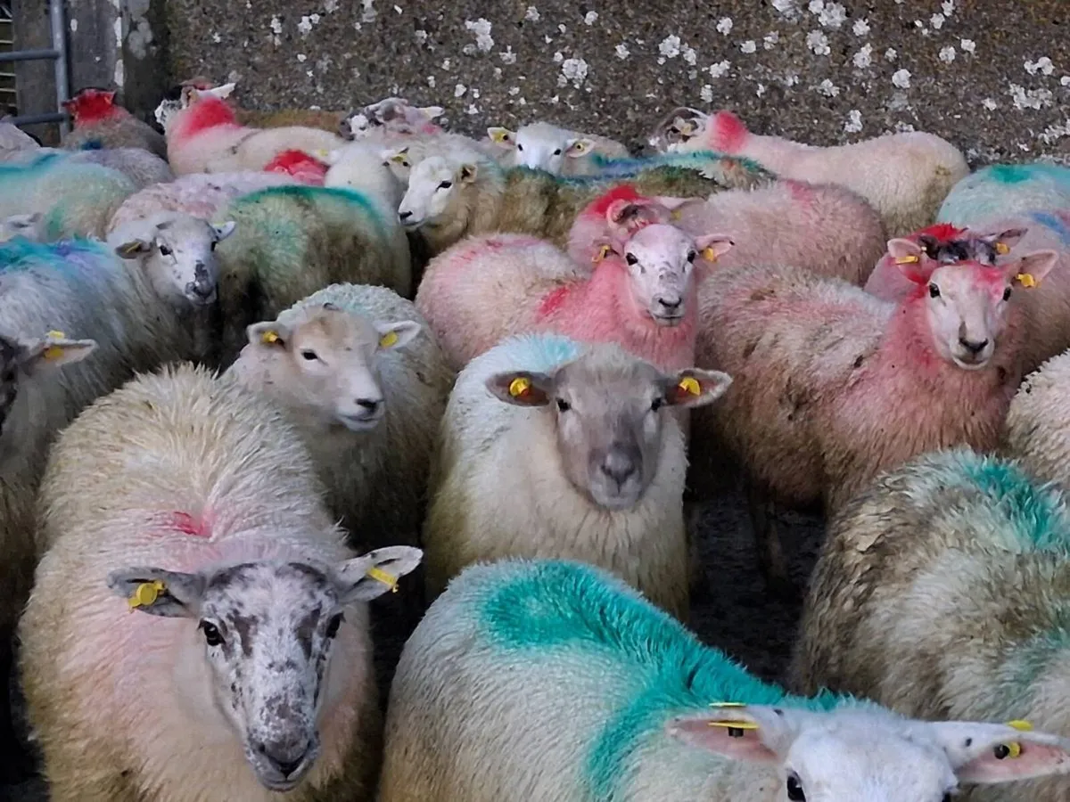 50 Speckled Face Ewe Lambs - Image 2