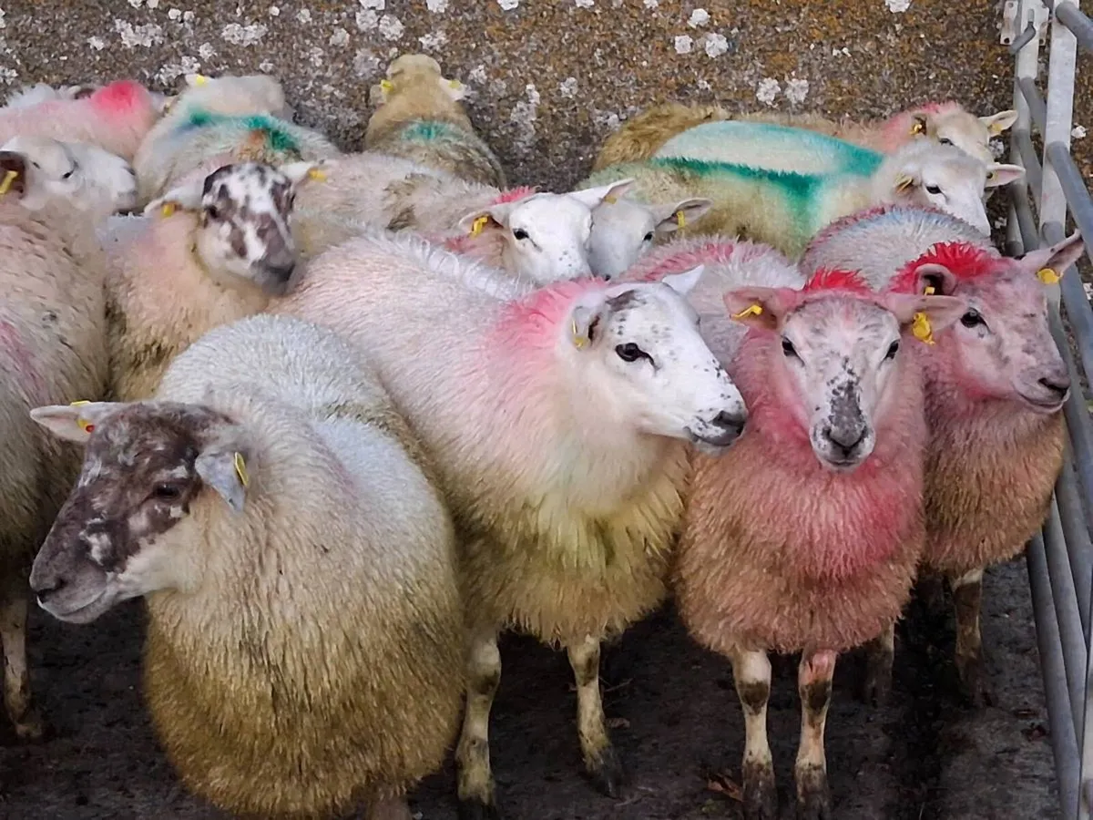 50 Speckled Face Ewe Lambs - Image 3