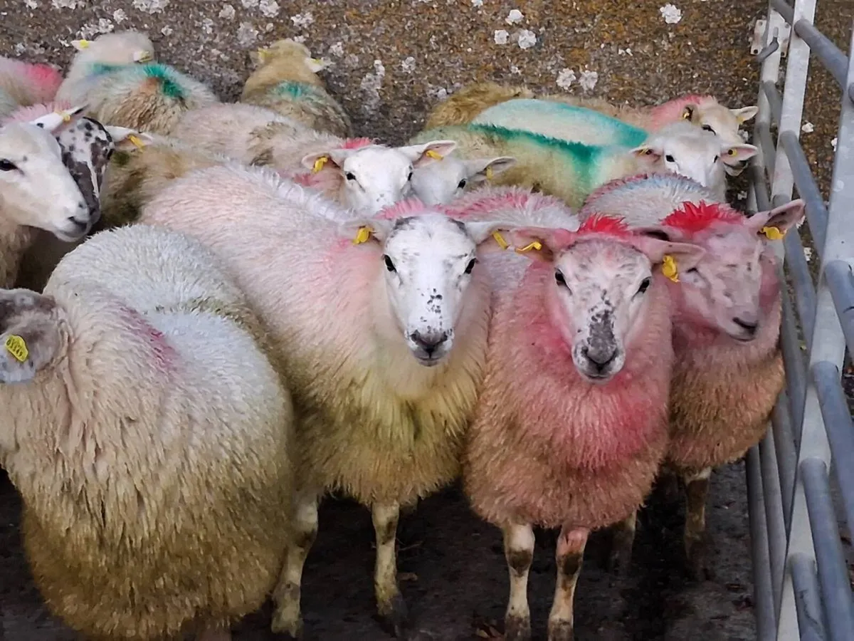 50 Speckled Face Ewe Lambs - Image 4