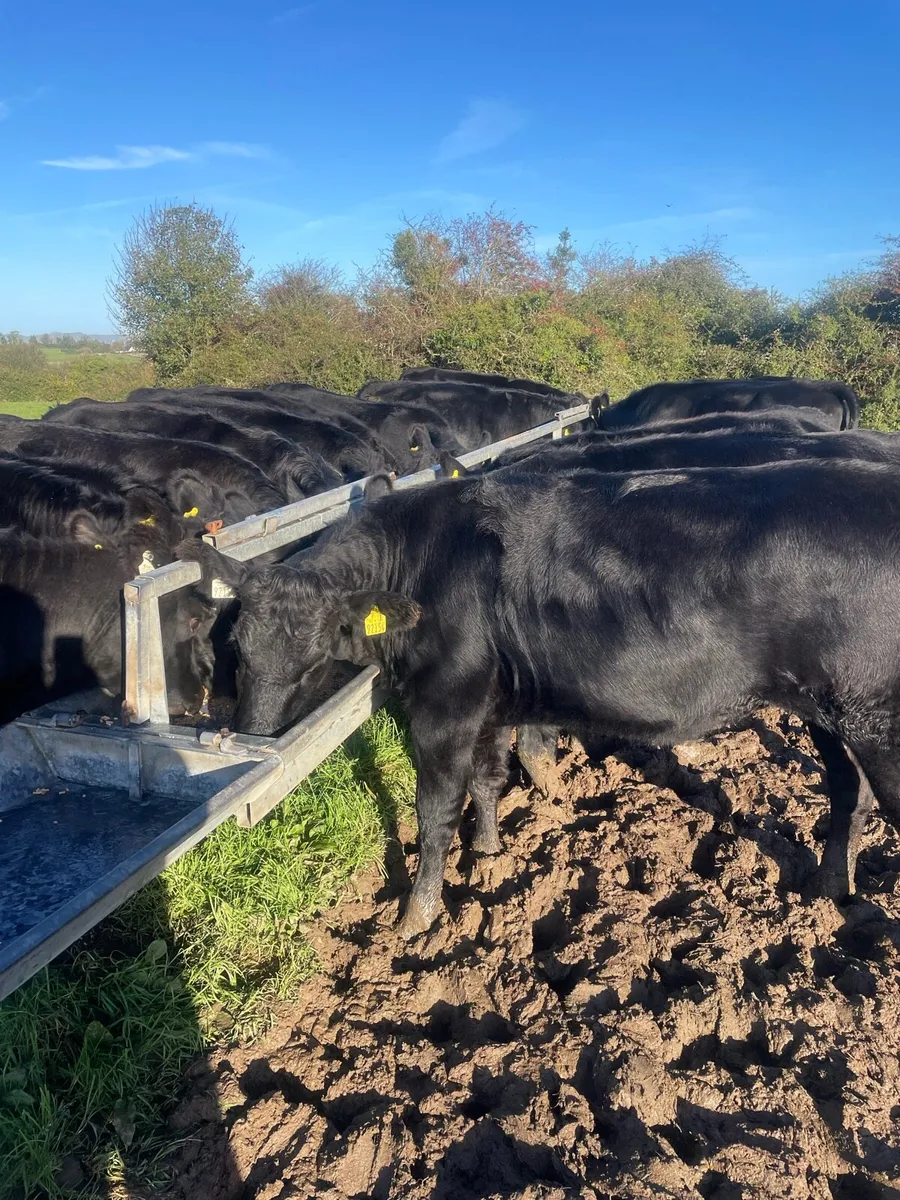 16 Aberdeen Angus Heifers - Image 1