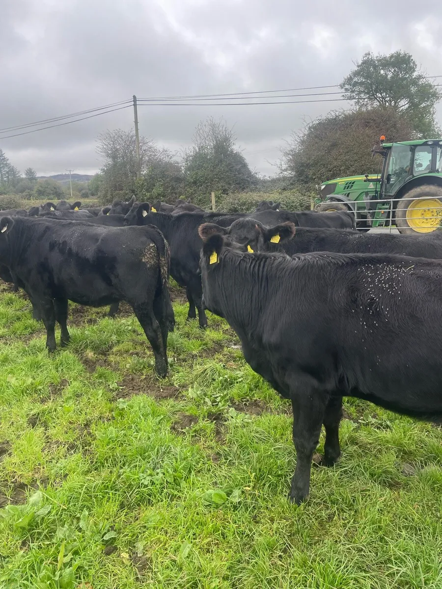 16 Aberdeen Angus Heifers - Image 2