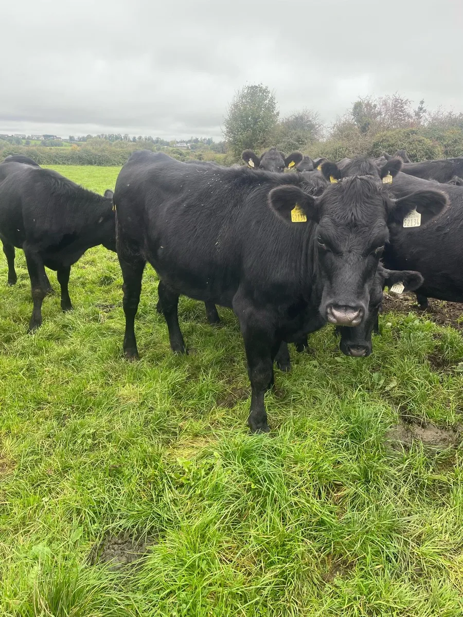 16 Aberdeen Angus Heifers - Image 3