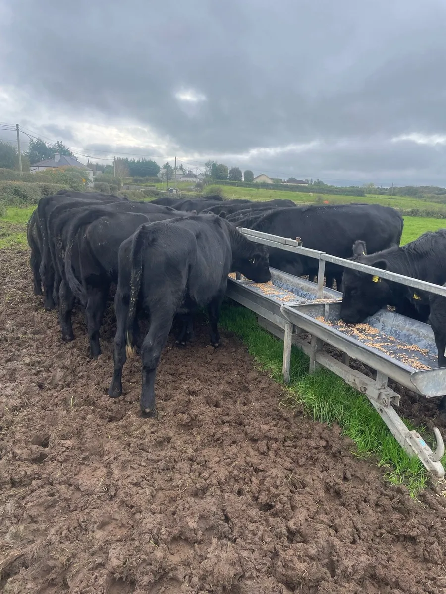 16 Aberdeen Angus Heifers - Image 4