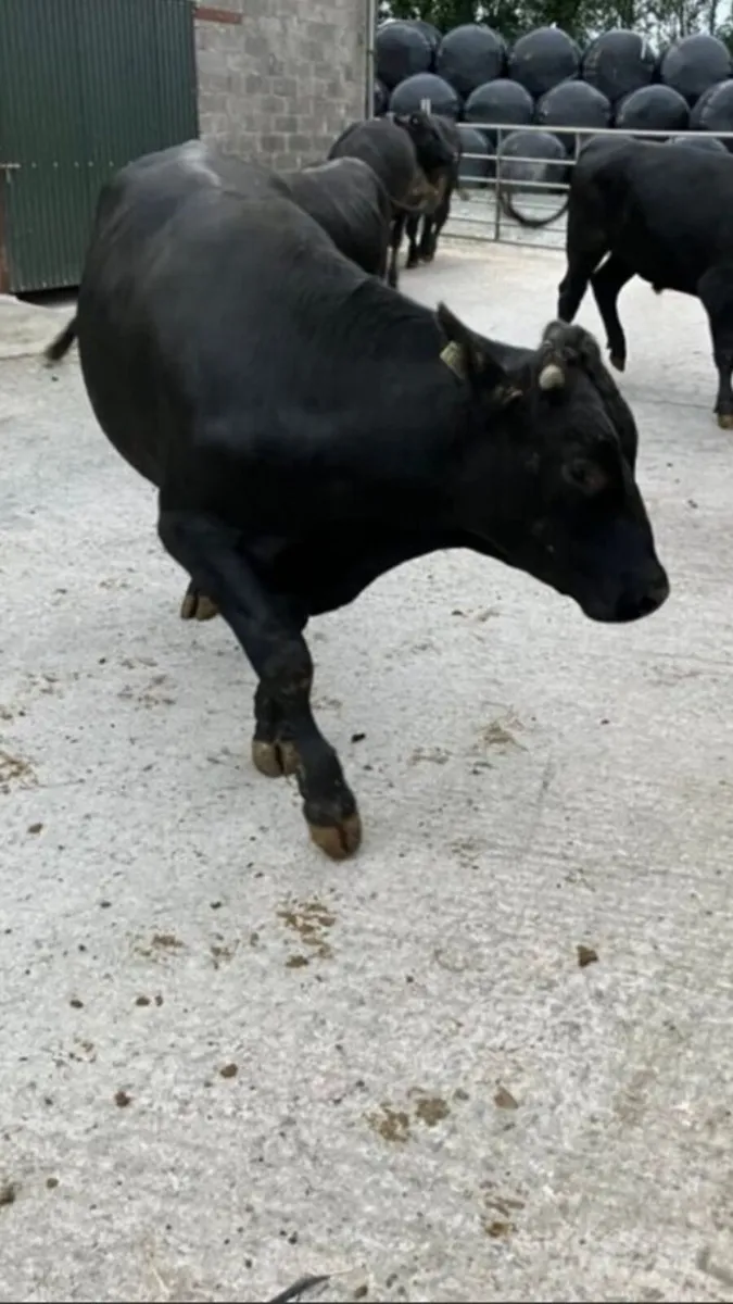 Bulls - Image 1