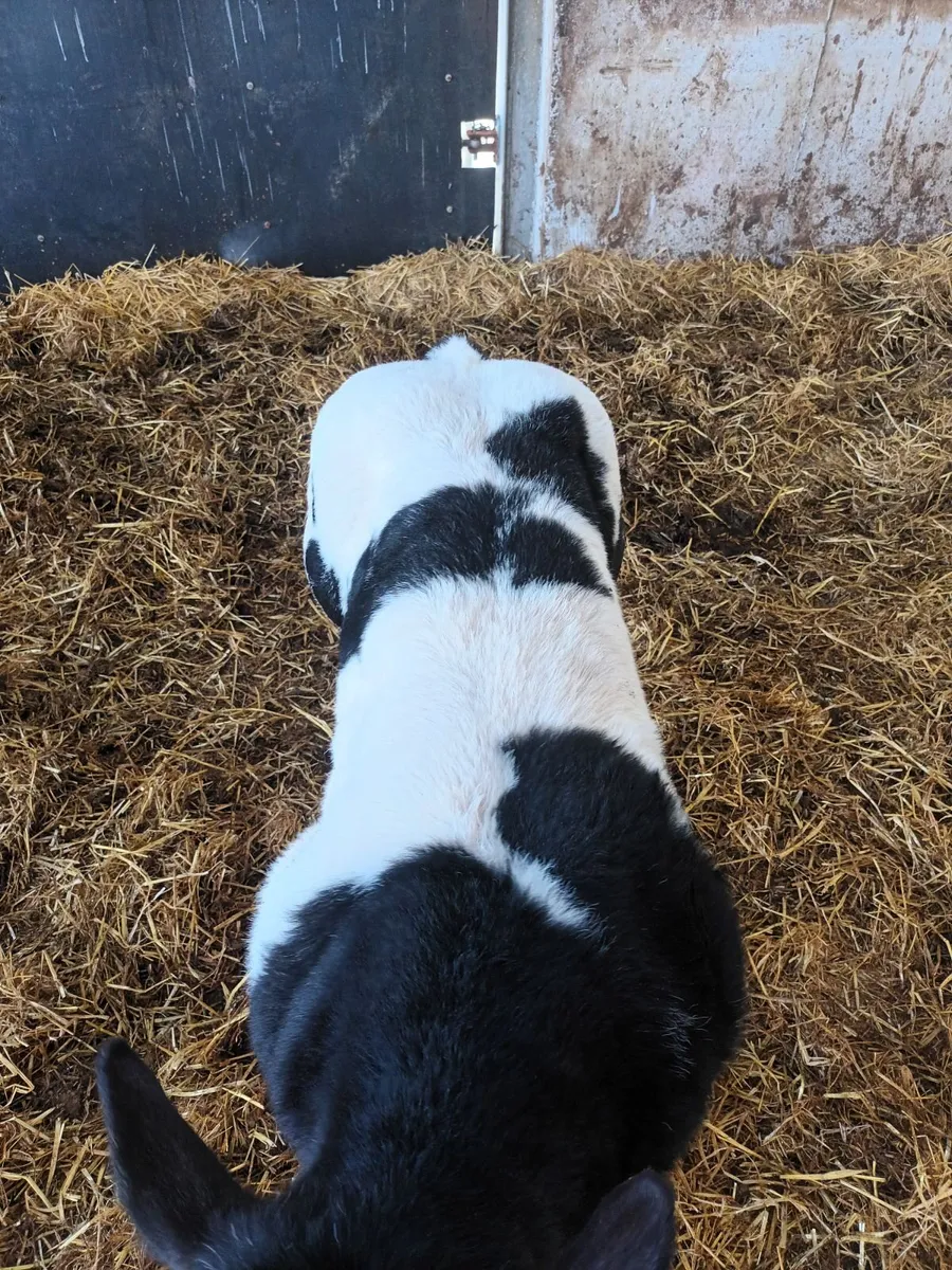 Purebred belgian blue - Image 4