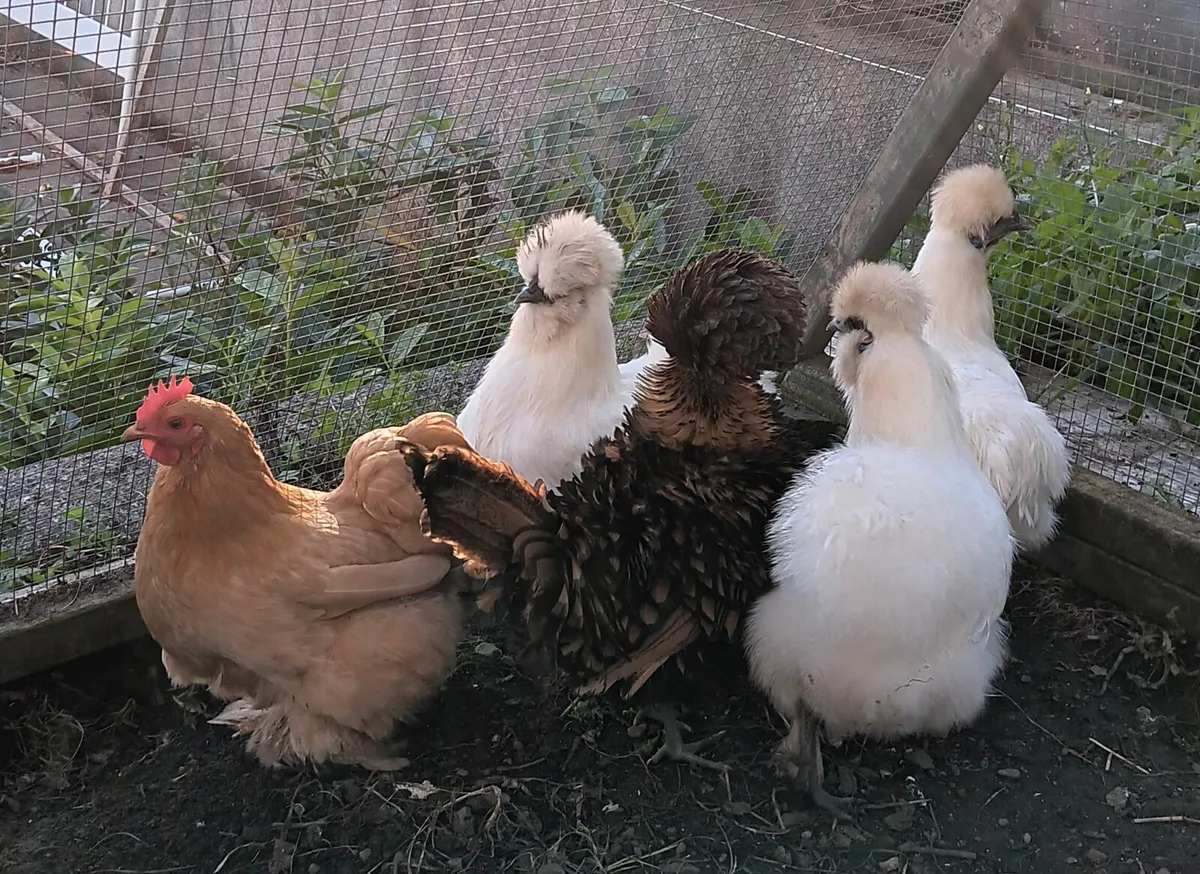 Silkie, Frizzle Polish, Pekin. - Image 1