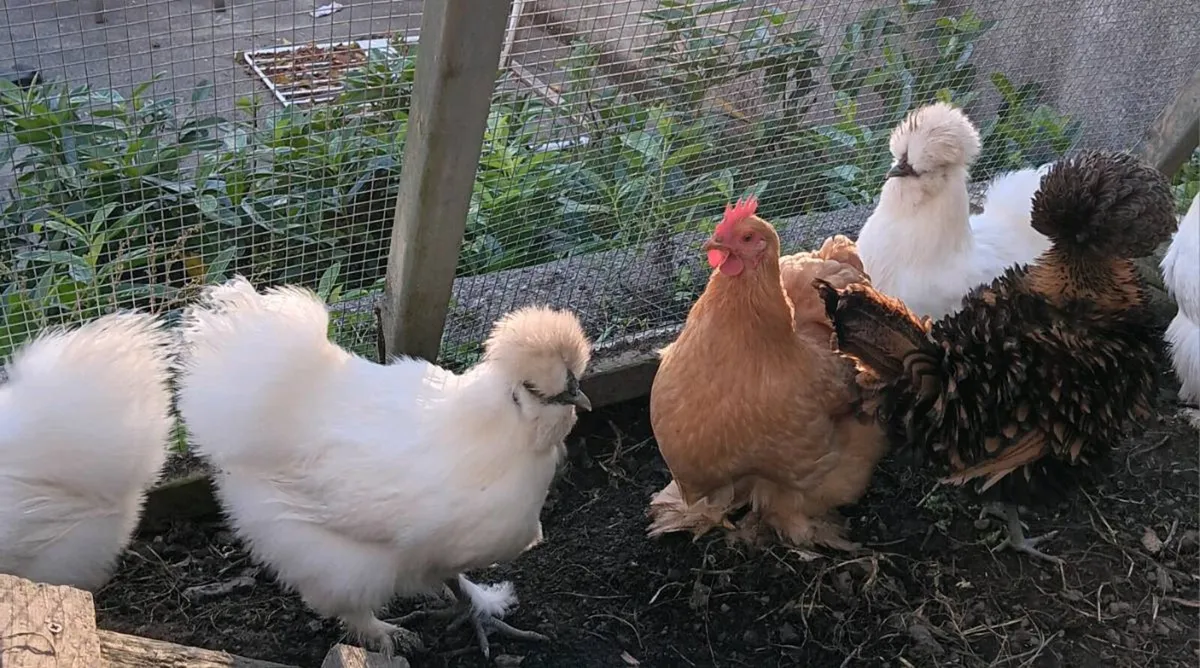 Silkie, Frizzle Polish, Pekin. - Image 2