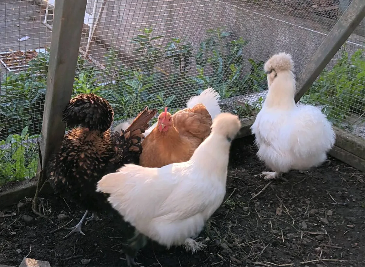 Silkie, Frizzle Polish, Pekin. - Image 3