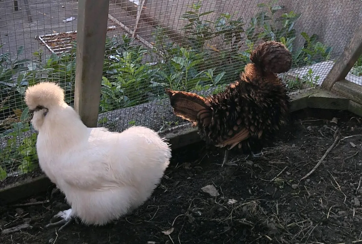 Silkie, Frizzle Polish, Pekin. - Image 4