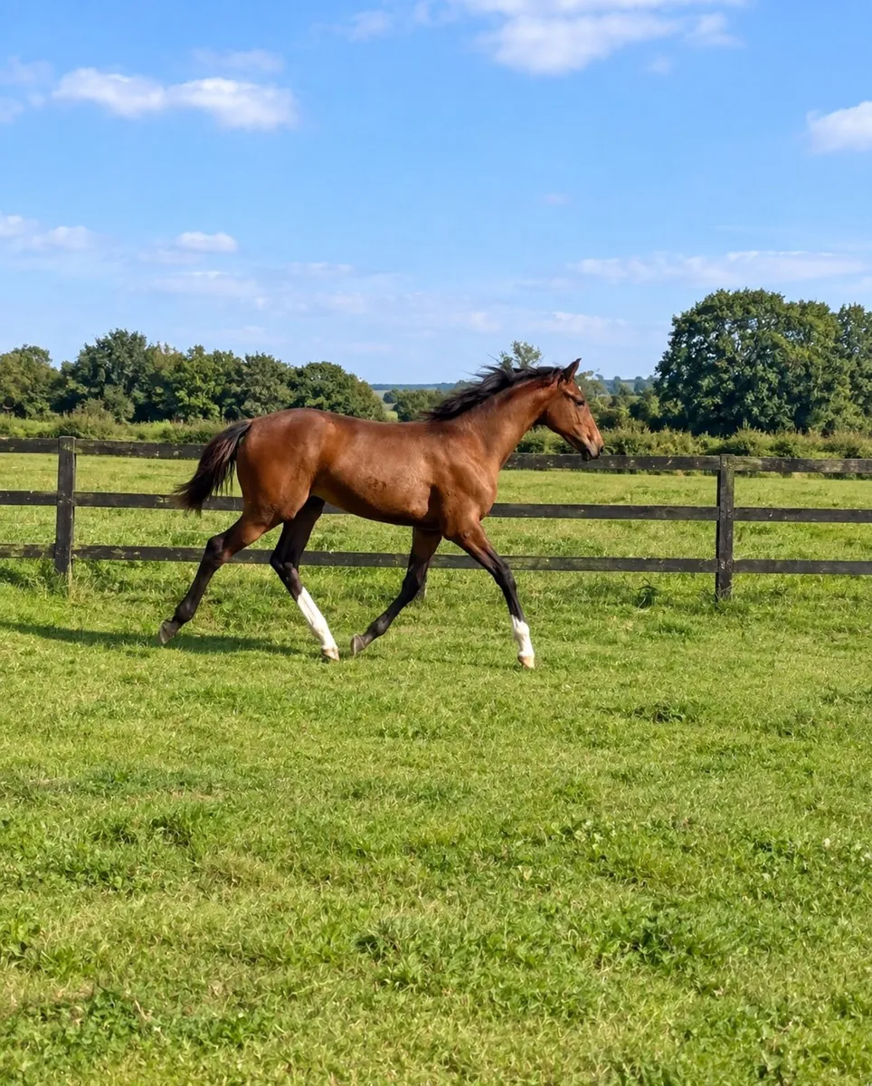 Cascari Foal for Sale - Image 1