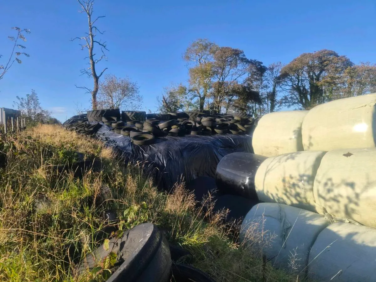 Silage - Image 3