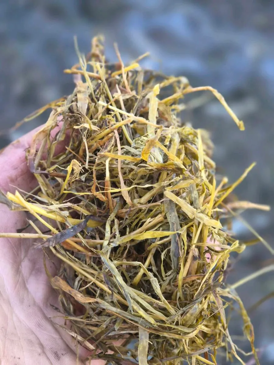 Silage - Image 4