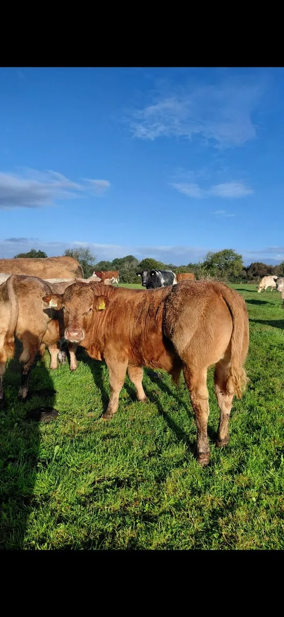 ⭐️Charolais weanlings for sale - Image 1