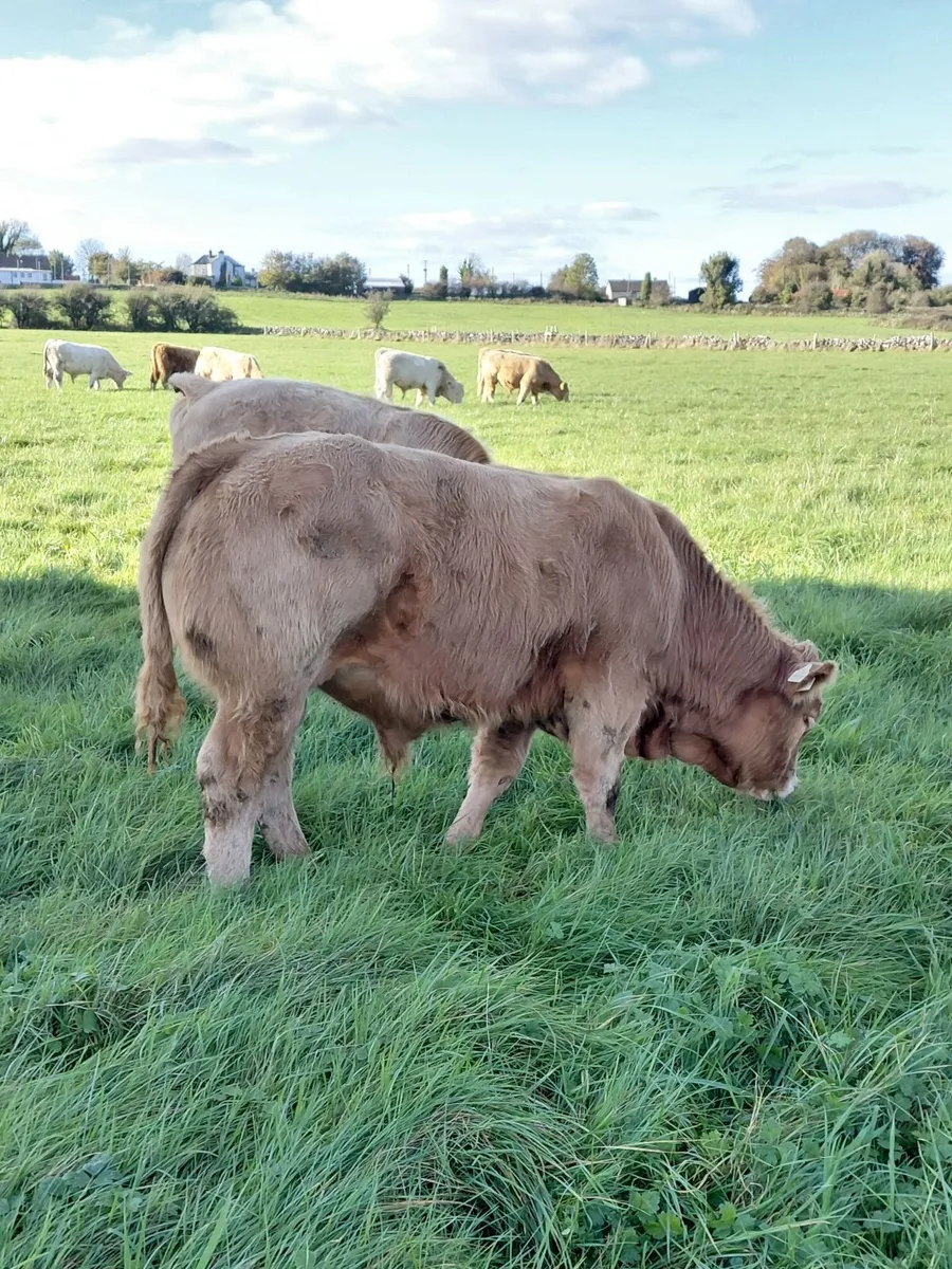 ⭐️Charolais weanlings for sale - Image 2