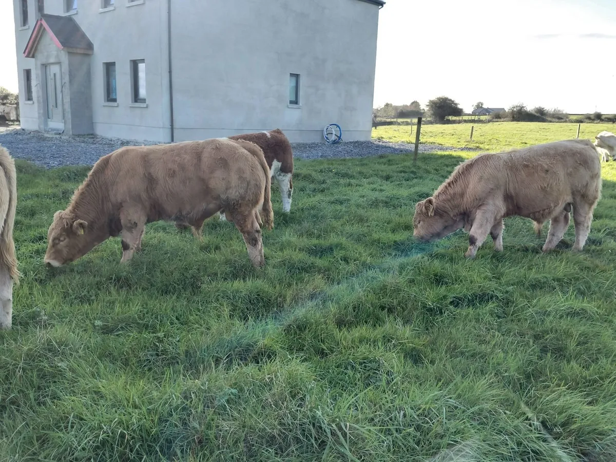 ⭐️Charolais weanlings for sale - Image 3
