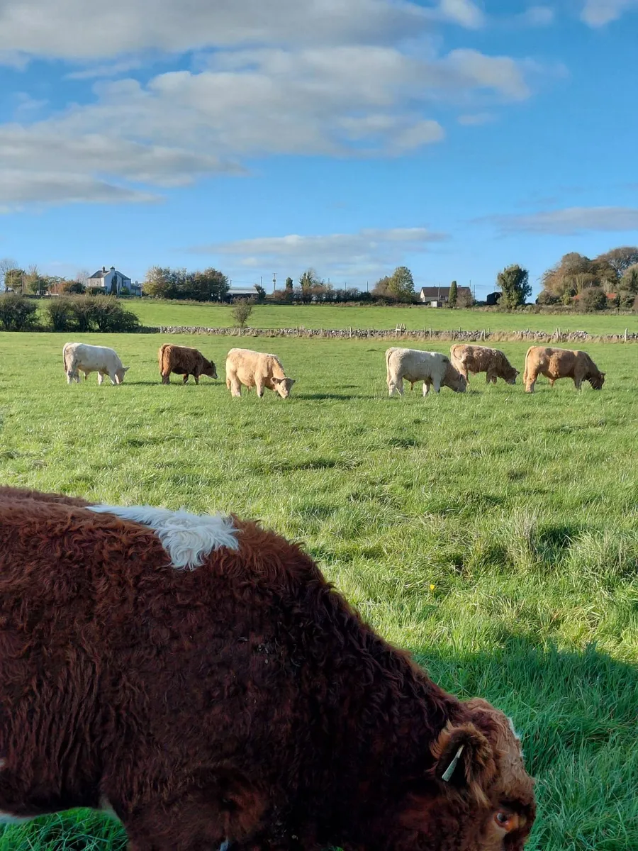 ⭐️Charolais weanlings for sale - Image 4