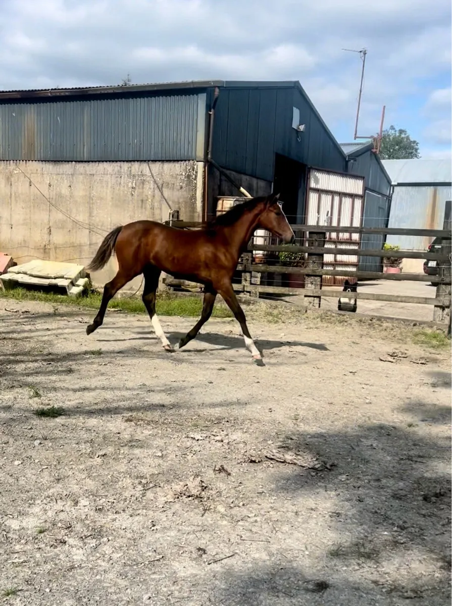 Cascari Foal for Sale - Image 2