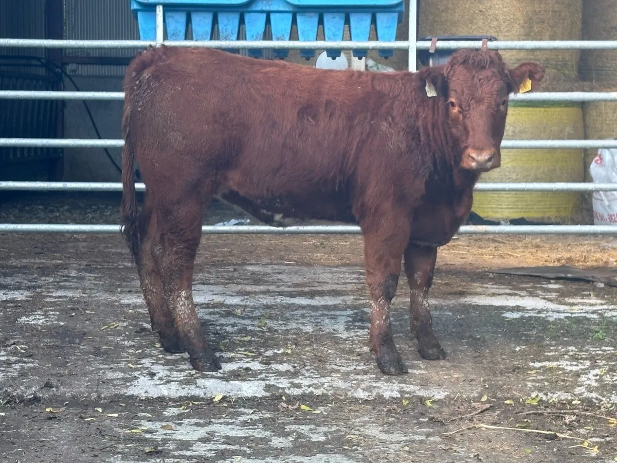 Breeding heifers - Image 4