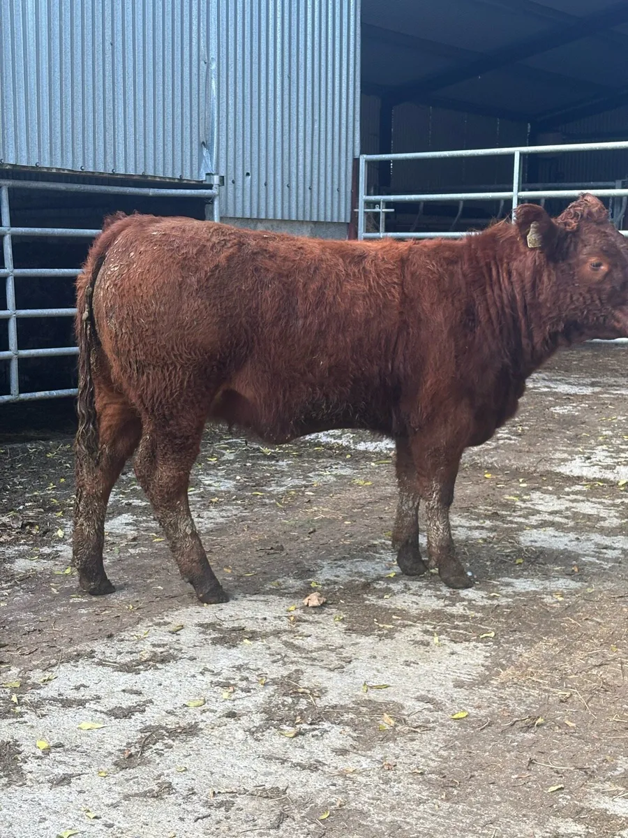 Breeding heifers - Image 1