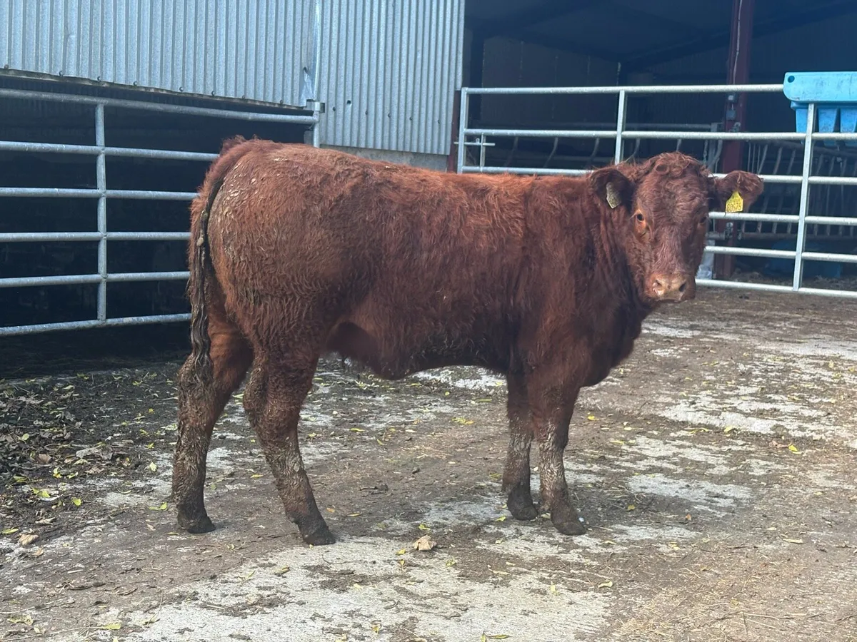 Breeding heifers - Image 2