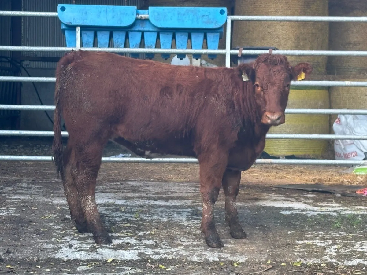 Breeding heifers - Image 3