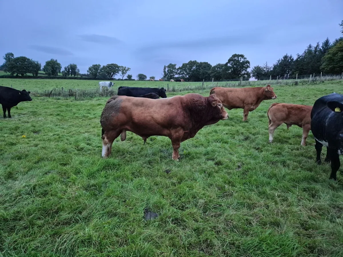 Bull - Image 1