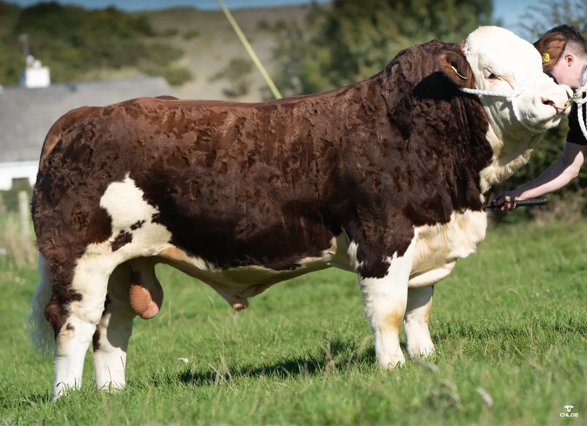 PBR Simmental Bulls - Image 1